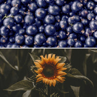 SCHWARZE JOHANNISBEER- UND SONNENBLUMENÖL